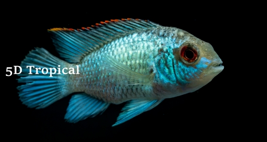 Picture of CICHLID-MIX CONVICT              