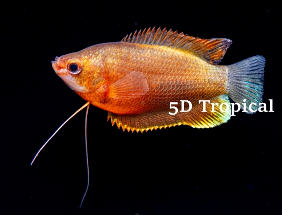 Picture of GOURAMI-SUNSET THICKLIP        