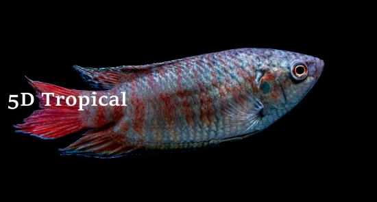 Picture of GOURAMI BLUE PARADISE (FL)   