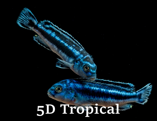 Picture of AFRICAN MBUNA-ELECTRIC BLUE JOHANNI SM-(FL)        