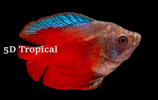 Picture of GOURAMI-RED FIRE MALE       