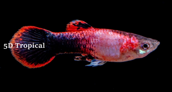Picture of GUPPY-PINK TUX MALE 