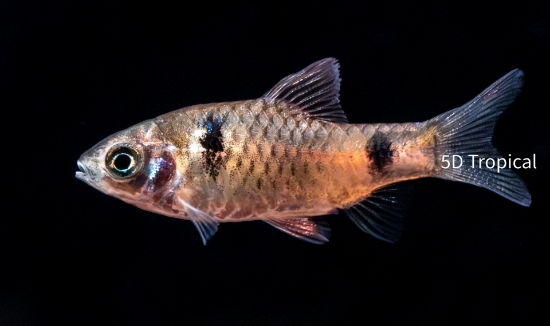 Picture of BARB-AFRICAN BANDED