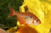 Picture of TETRA-SCRATCHED INPA