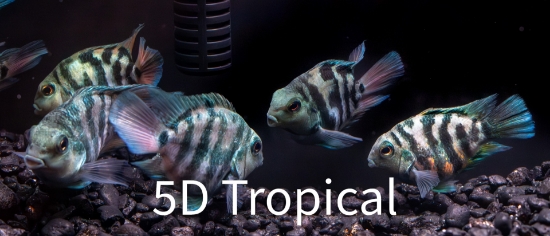 Picture of FAR EAST FISH-ASIAN NEEDLE GAR LG