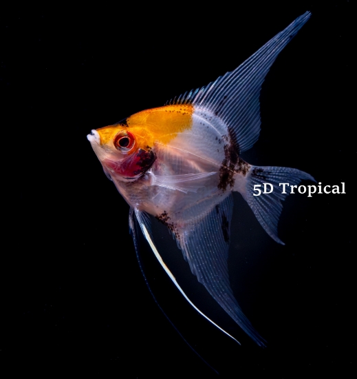Picture of ANGEL-KOI REG          