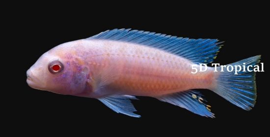 Picture of AFRICAN MBUNA- ALBINO ZEBRA 2"                   