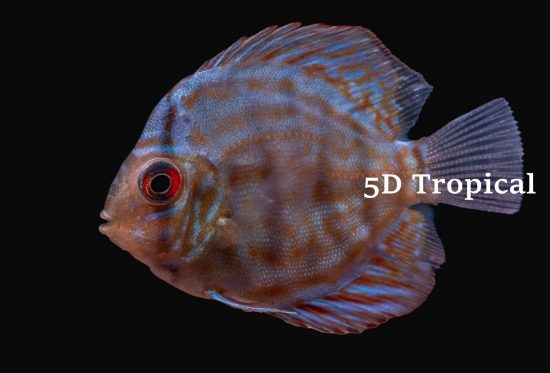Picture of DISCUS-BLUE TURQUOISE 2" (BANGKOK)     