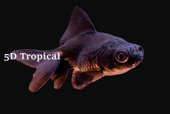 Picture of GOLDFISH-BLACK MOOR 5-6CM-        