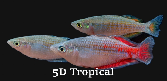 Picture of RAINBOW FISH-PARKINSONI LG 