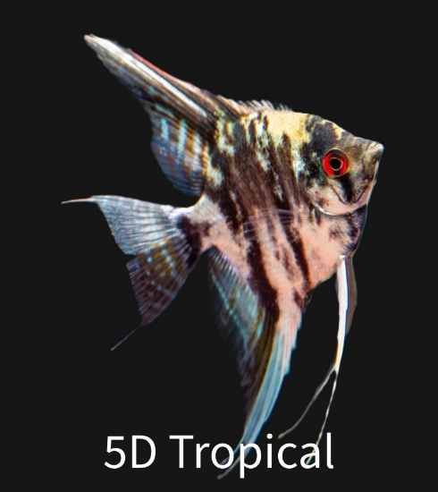 Picture of ANGELFISH-FANCY MIX-SMALL
