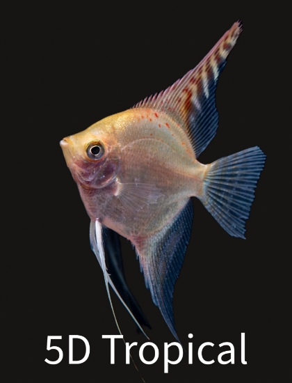 Picture of ANGELFISH-FANCY MIX SELECT       