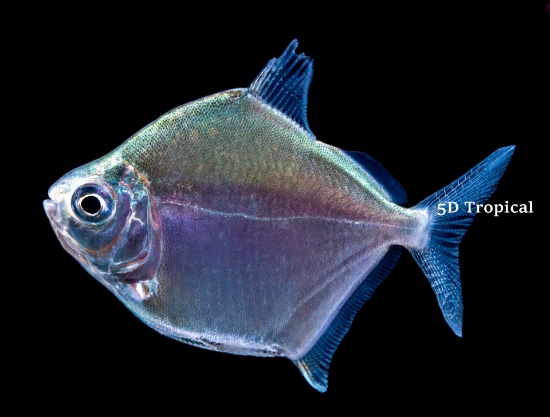 Picture of SOUTH AMERICAN TETRA-SILVER DOLLAR REG                  