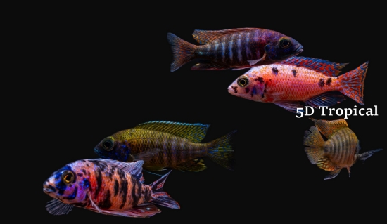 Picture of AFRICAN PEACOCK-ASSORTED PEACOCK MALE MD(COLOR)     