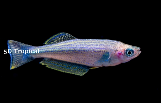 Picture of KILLIFISH-TANGAYIKA 