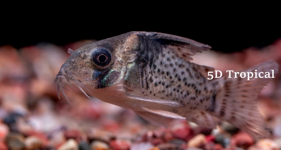 Picture of SOUTH AMERICAN CORY-BREVITOSIS
