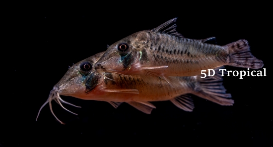 Picture of SOUTH AMERICAN CORYDORAS-SILULATUS