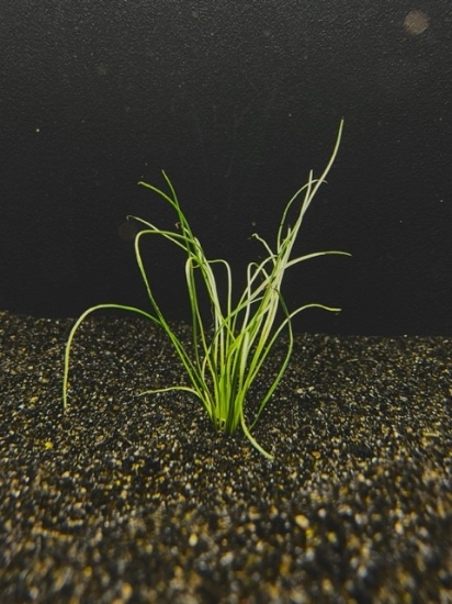 Picture of PLANT-MICRO SWORD, NARROWLEAF