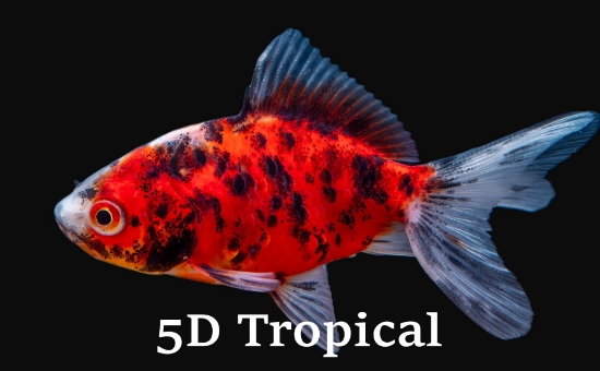 Picture of GOLDFISH-CALICO FANTAIL 1.5-2"-   