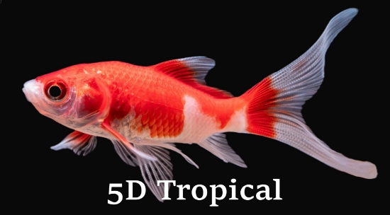 Picture of GOLDFISH-SARASA COMET 2.5"-       