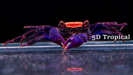 Picture of HALLOWEEN ORG/BLK CRAB