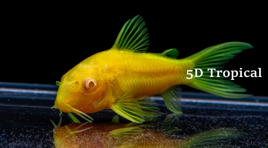 Picture of GLOFISH(R)-CELESTRIAL YELLOW (NO HI)   