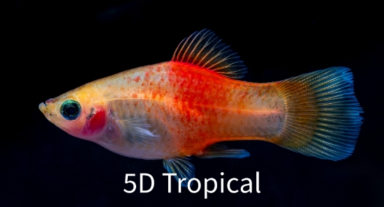 Picture of PLATY- MARIGOLD PLATY