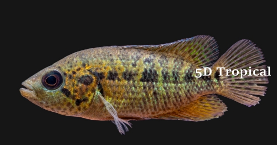 Picture of CICHLID- FREDRICHSTAHLI MED