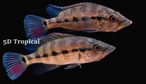 Picture for category Cichlids-Other African 