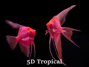 Picture for category GloFish(R) - Angels