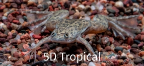 Picture for category Amphibians
