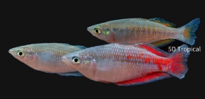 Picture for category Rainbowfish