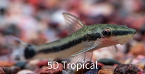 Picture for category South American Catfish