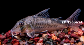 Picture for category South American Corys