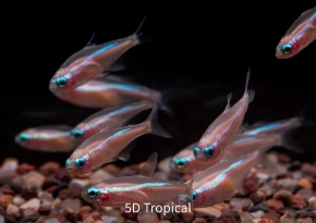 Picture for category Tetras