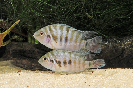 Picture of CICHLID-SALVINI TABASCO 4-5"